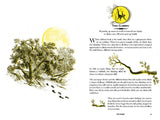 The Wild Book: Outdoor Activities to unleash Your Inner Child; David Scarfe