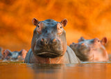 Wildlife Photographer of the Year: 20 Postcards
